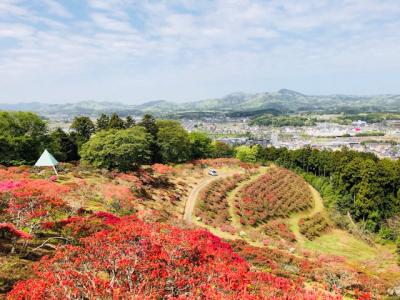 2018/4/16つつじ頂