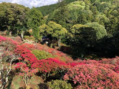 2018/4/18つつじ2