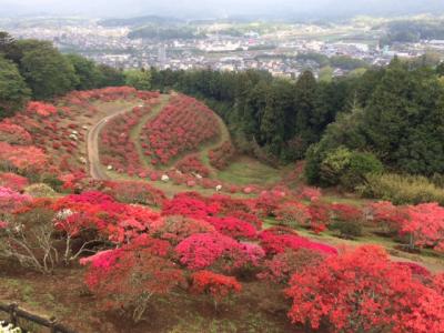 2018/4/19つつじ頂