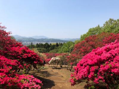 2018/4/20つつじ1