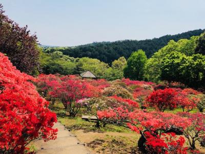 2018/4/20つつじ3