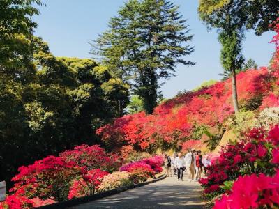 2018/4/21つつじ2