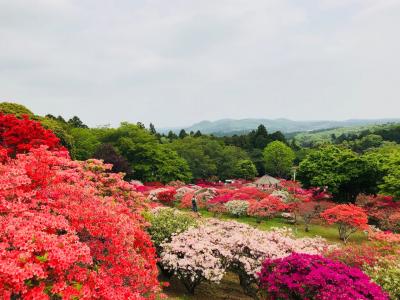 2018/4/23　つつじ(3)