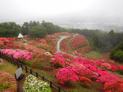 2018/4/25つつじ頂