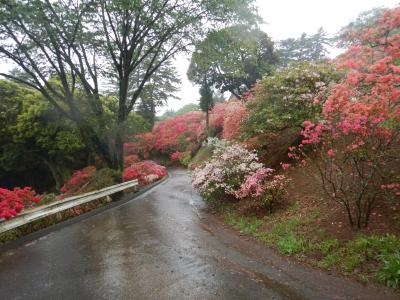 2018/4/25つつじ2