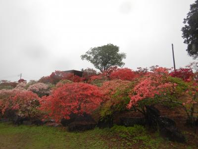 2018/4/25つつじ3