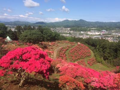 2018/4/26つつじ頂