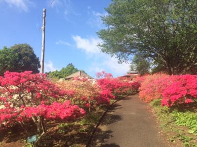 2018/4/26つつじ3