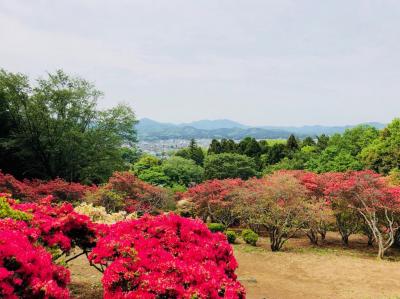 2018/4/27つつじ1