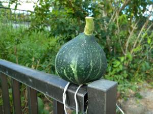 移住先の家庭菜園でかぼちゃを初収穫しました