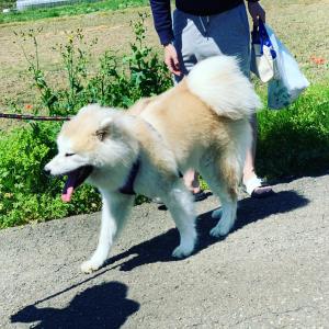 秋田犬と住んでいます