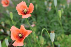 ナガミヒナゲシの花