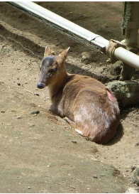 キョン