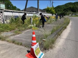 2024オオキンケイギク(3)