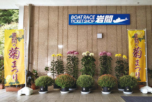 菊展示の様子
