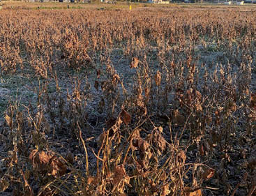 NPO法人友部コモンズの環境再生型有機農業での大豆栽培実験圃場の様子