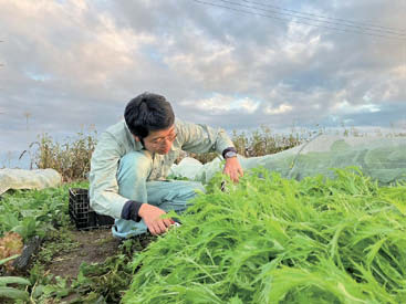 普段の農作業の様子(葉物野菜の収穫)