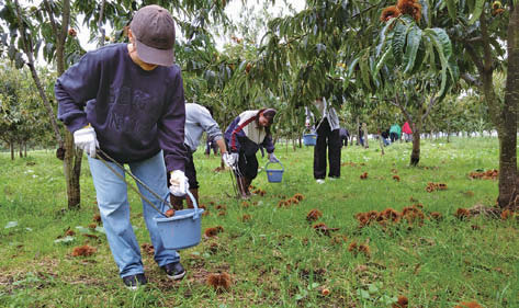 栗拾い体験をする様子
