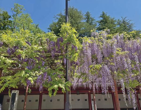 笠間稲荷神社　樹齢400年の八重の藤