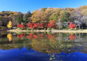 Autumn Reflections