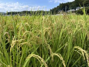 R7.8.28（木曜日）水稲栽培講習会(2)
