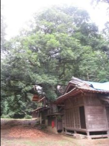 市_114 天神社のツクバネガシ