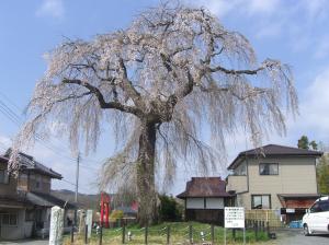 下市毛八坂神社のしだれ桜