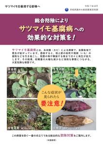 サツマイモ基腐病の特徴及び防除方法(茨城県農業技術課)リーフレット