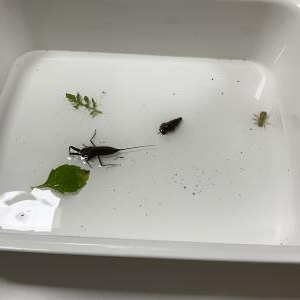 R8.6.6(木曜日)田んぼの生き物調査(6)