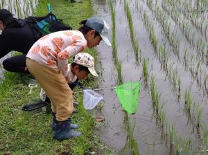 R8.6.6(木曜日)田んぼの生き物調査(7)