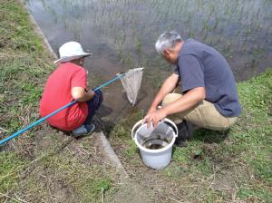 R8.6.6(木曜日)田んぼの生き物調査(8)