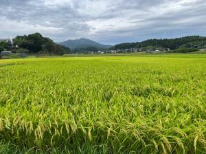 R8.8.27(木曜日)水稲公開相談会(1)