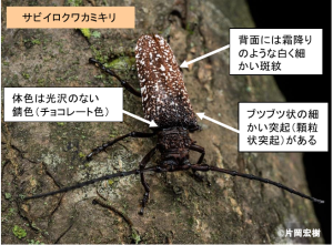 サビイロクワカミキリ