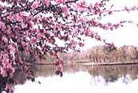 北山公園内の桜