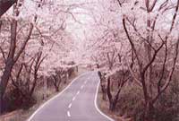 北山の桜・桜並木