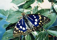 国蝶オオムラサキ