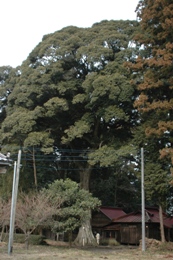 高房神社のシイ