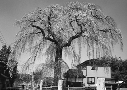 下市毛八坂神社のしだれ桜