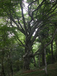 吾国山のブナ林