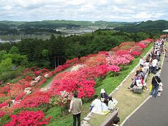 つつじ公園