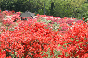 現在のつつじ公園