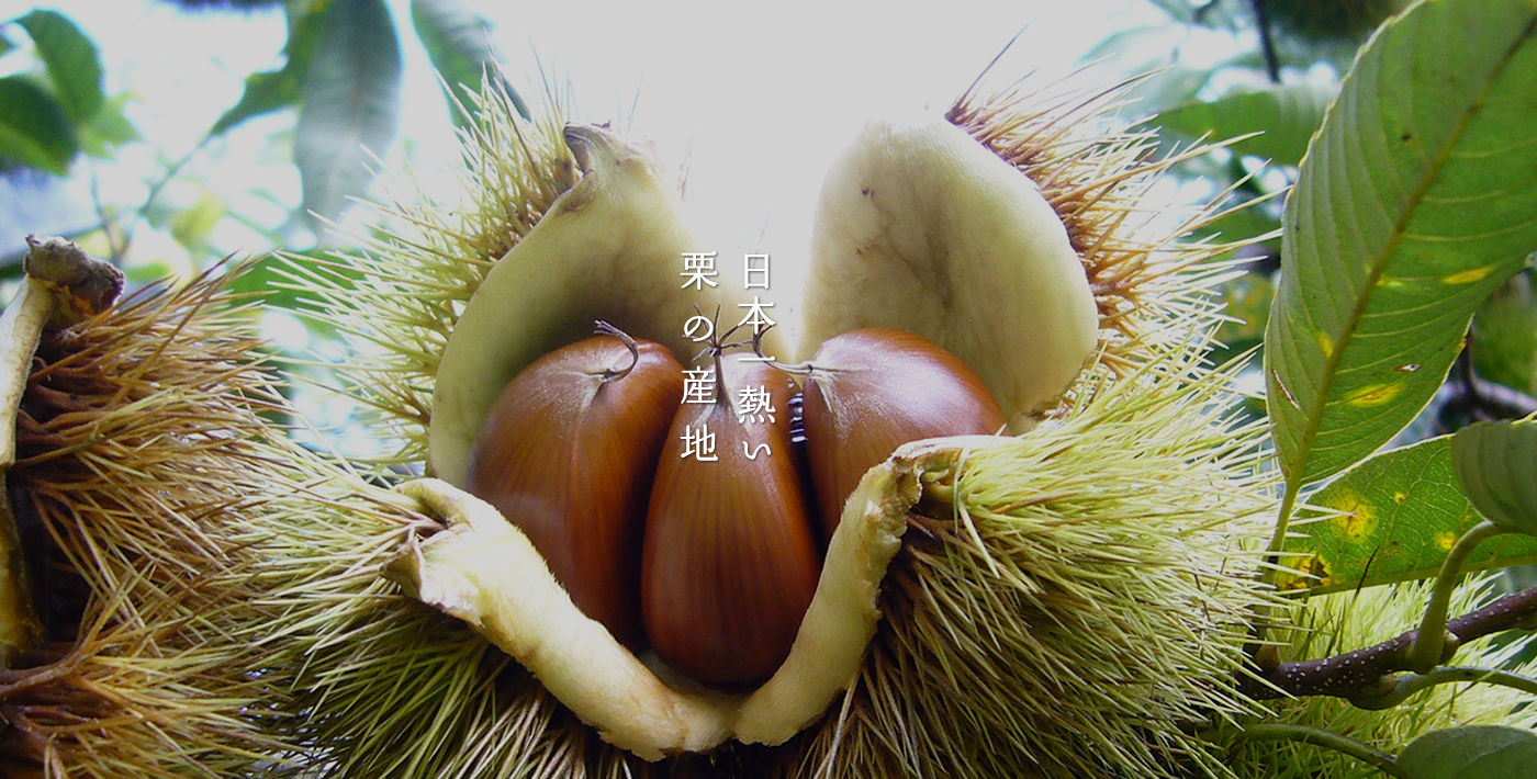 日本一熱い栗の産地！