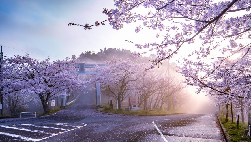 愛宕山の桜