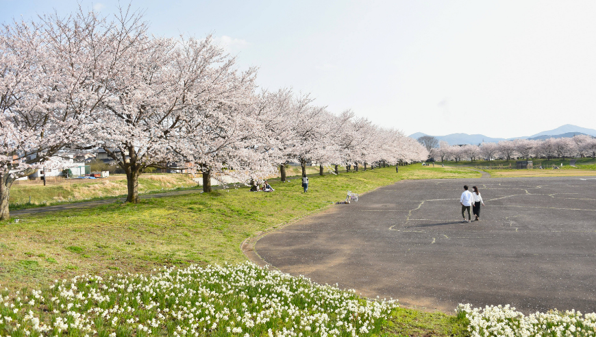 大池公園桜景色