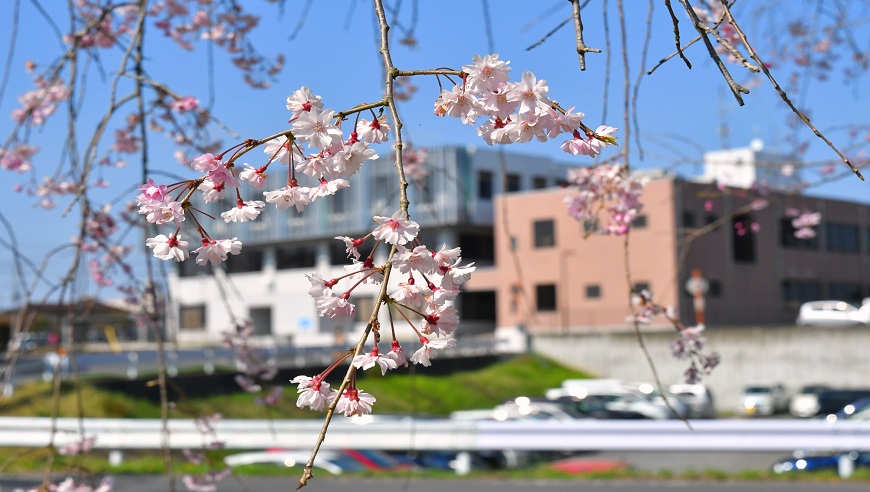 桜（本庁裏）