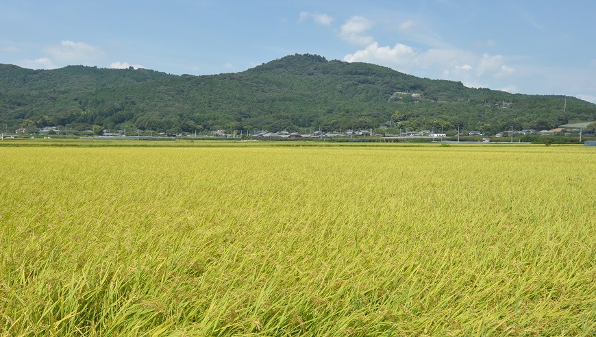 愛宕山と稲穂