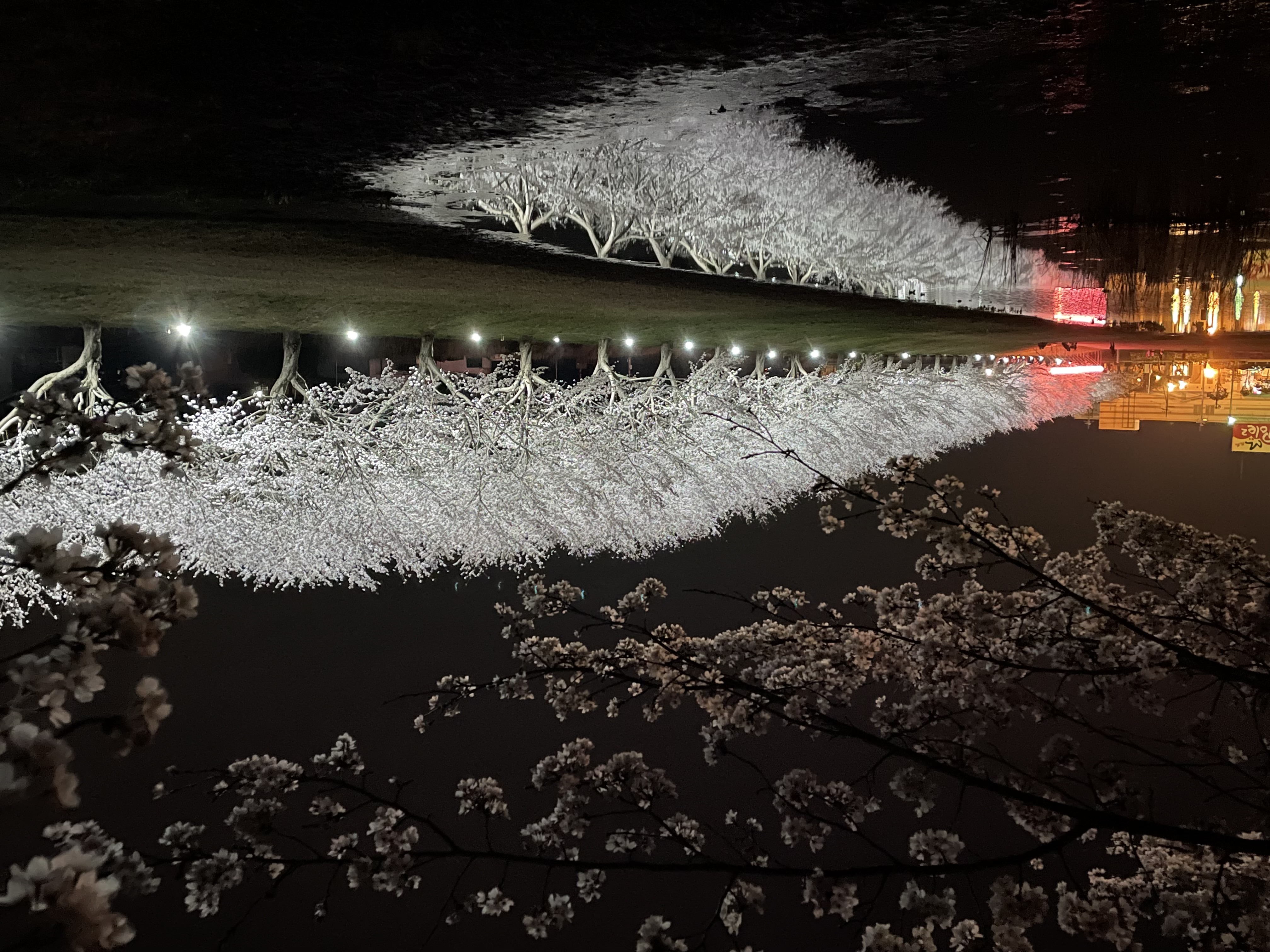 「笠間の夜桜」