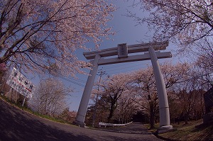「見上げれば・春」