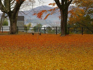 「秋のグラデーション」