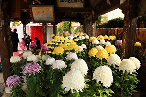 「大輪の菊」